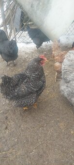 Svedska kvetina,Amrox,Australorpka - 4