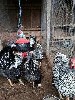 Násadové vajcia - 4