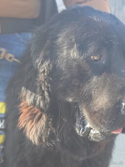 Stredoazijsky ovčiak - 4