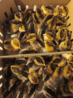 Kuričky DOMINNAT - 4