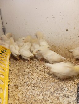 Leghorn, Vlaška jarabičia - 4