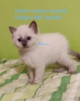 Ragdoll mačičky bez PP - 4