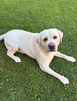 Labrador s PP na krytie - 4