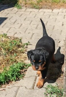Šteniatka Rottweilera, Rottweiler, Rotvajler,Rottweiler s PP - 4