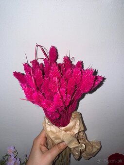 Phalaris – sušené dekoratívne klasy - 4