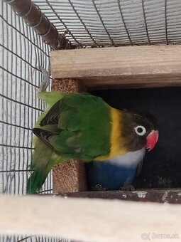 Agapornis škraboškovy - 4