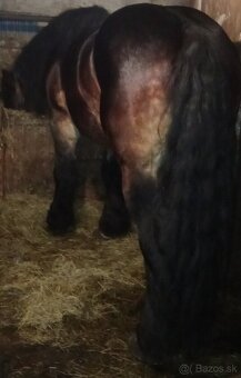 Predám prípadne vymenim Ťažného žrebca - 4