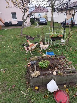 Predám mladé kohúty - 4