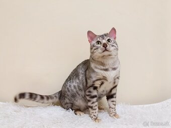 Na predaj strieborná bengálska mačka. - 4