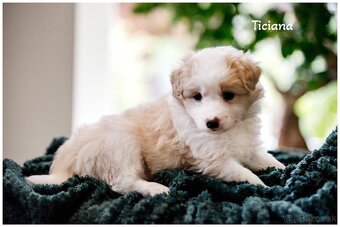 Border Collie Border Kolia s PP FCI barva ee red - 4