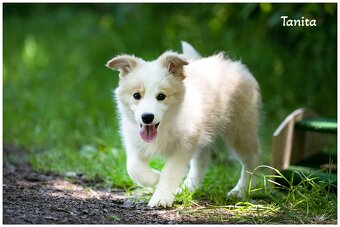 Border Collie Border Kolia s PP FCI barva ee red - 4