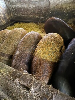 Predám kŕmniky mangalica x duroc v bio kvalite - 4