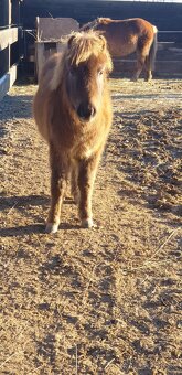 Predam shetlad ponika - 4