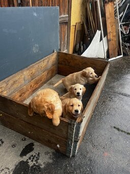 Zlatý Retriever - 4