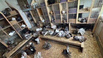 Holuby - Páviky - 4