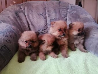 Oranžový špic-pomeranian - 4