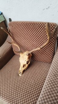 Predám trofej Daniela parožie zhody trofeje. - 4