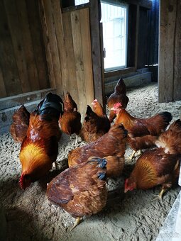 nasadove vajcia Hempšír 0,8€/ks - 4