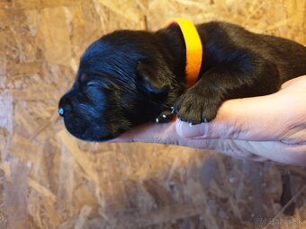 Kvalitné šteniatko Cane Corso - 4