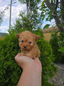 Krásne šteniatka Maltipoo - mini VIP sučka - 4