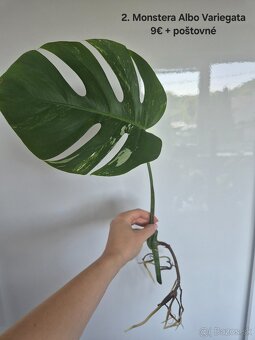 Monstera Albo Variegata - odrezok - 4