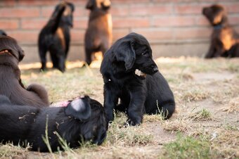 Flat coated retriever - štěňátka s PP se zajímavým rodokmene - 4