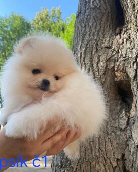 Pomeranian mini - 4