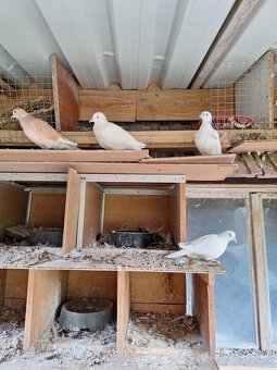 Hrdličky chichotavé - 4