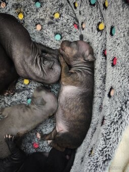 Americký bezsrstý teriér - 4