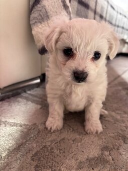 Maltézsky psík - 4