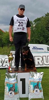 RTW rotvajler šteniatka - 4