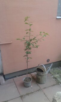 Prunus padus-májový strom - 4