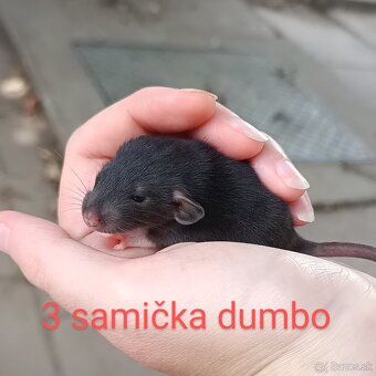 ❤ Exkluzívne dumbo, velveteen, rex potkaníky - 4