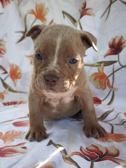 American Bully - 4