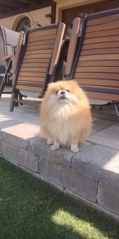 Ponúkam pomeriana na krytie - 4