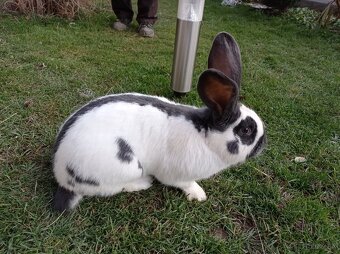 Nemecký obrovity strakáč - modrý - 4