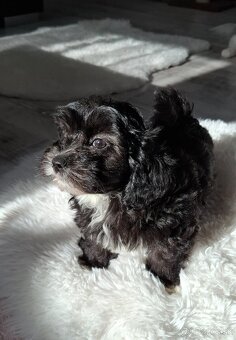 Maltipo,Maltipoo - 4