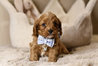 Cavapoo F1 psík hľadá milujúci domov - 4