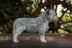 Austrálsky dobytkársky pes s PP - odber možný ihneď - 4