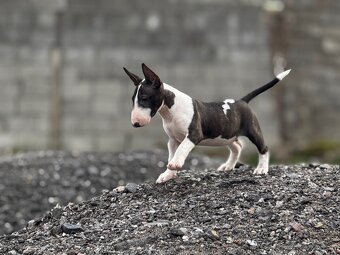 Miniatúrny Bulterier , bullterrier s pp - 4