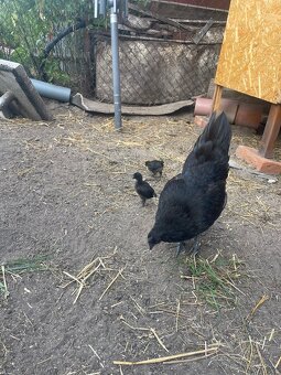 Ayam cemani - 4