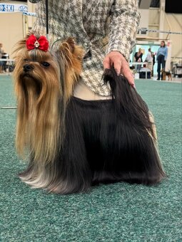 YORKSHIRE TERRIER s PP rodokmenom - yorkshirsky terier - 4