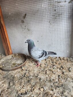 Predám poštové holuby - 4