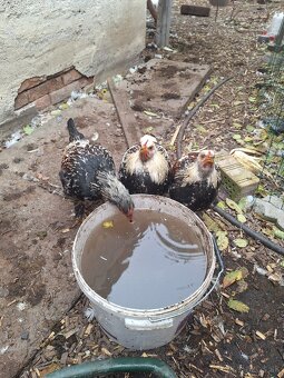 Predam kohutov miesanych Brahman - 4