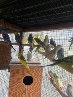 Andulky z volieri - 4