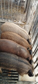 Durok,presticky,mangalica - 4