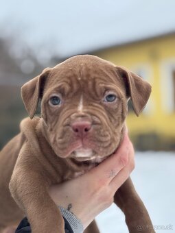 American bully xl - 4