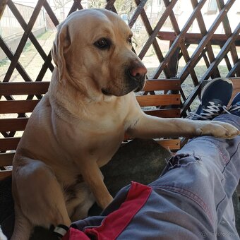 Labrador na krytie - 4