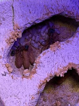 Myrmecia nigriceps - Australský býk - 4