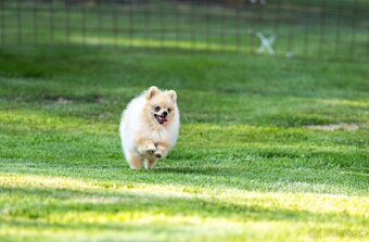 Pomeranian s PP - 4